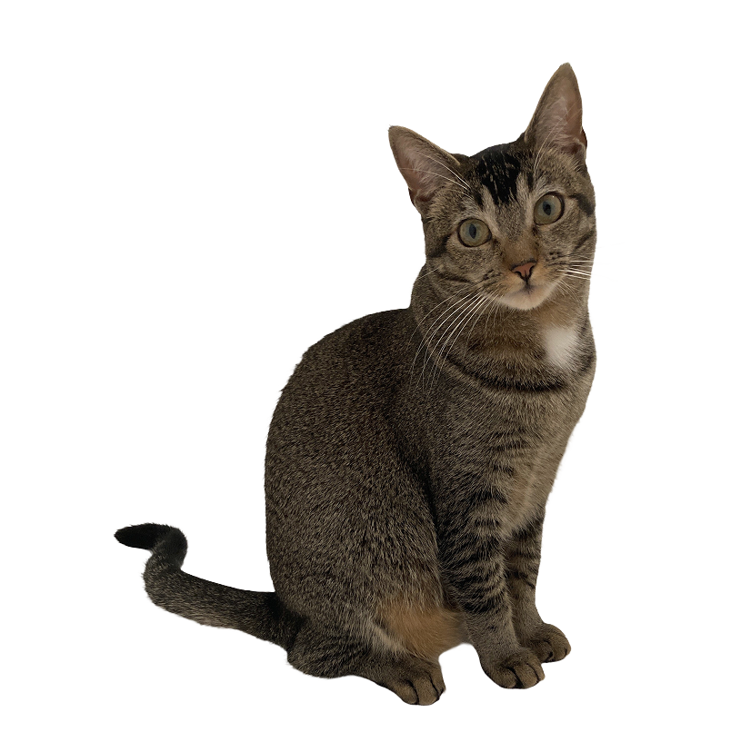 Xivu the tabby cat, sitting